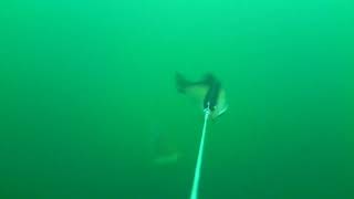 Slow Motion Pike Attack At Savage Gear 3D Linethru Roach 25 Cm