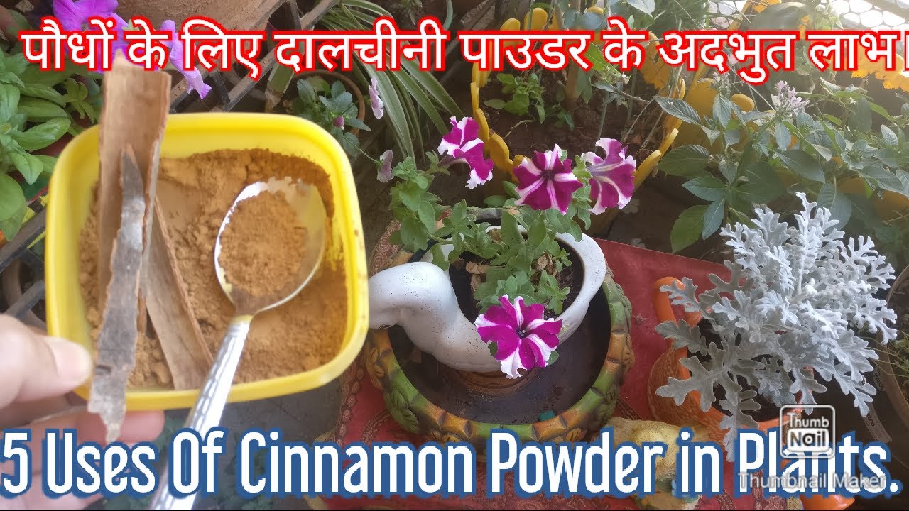 Cinnamon( दालचीनी) For Plants/ 5 Uses Of Cinnamon in Plants/ Benefits