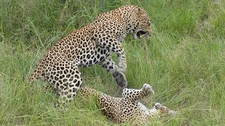 Leopards mating in Sabi Sands Game Reserve