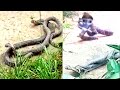King cobra fighting  deadliest snake fight ever seen