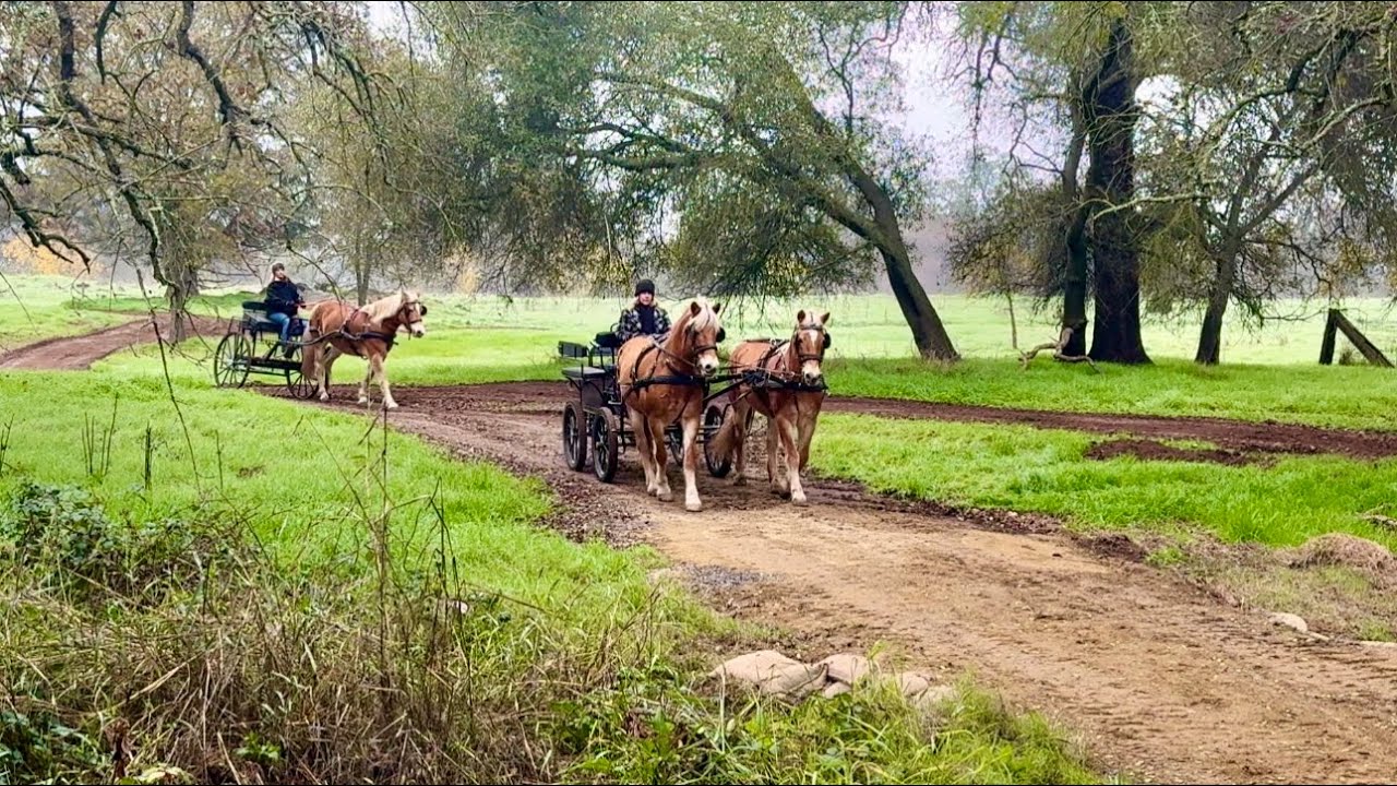 Driving Haflingers on the Beautiful, Wide Trails of Traylor Ranch Reserve