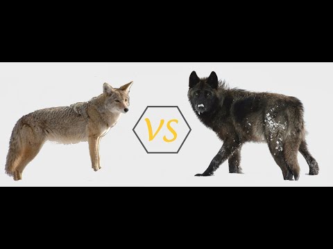 Wolf vs coyote howl. Difference between wolf and coyote.