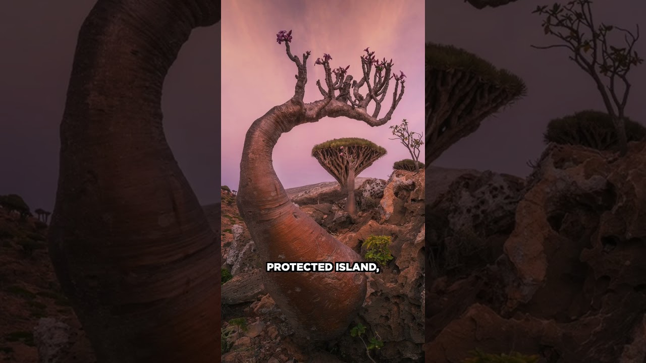 Alien trees on Yemen?! 👽