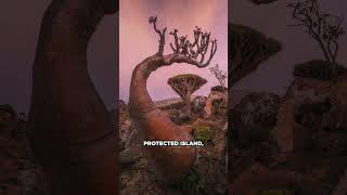 Alien Trees On Yemen?