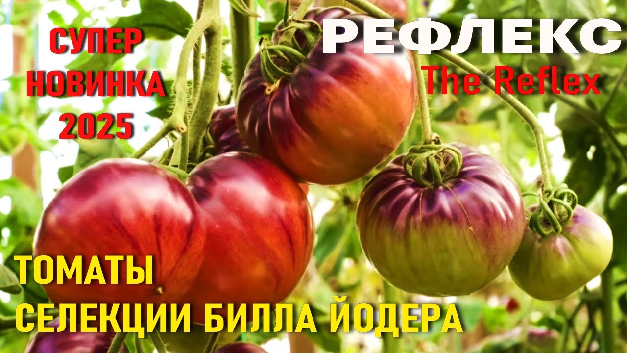 Томат The Reflex  РЕФЛЕКС - НОВИНКА селекции Билла Йодера - Наш ВЫБОР 2026