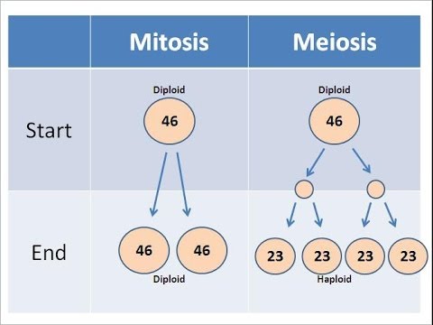 1 meiosis chart flow vs YouTube Meiosis Mitosis