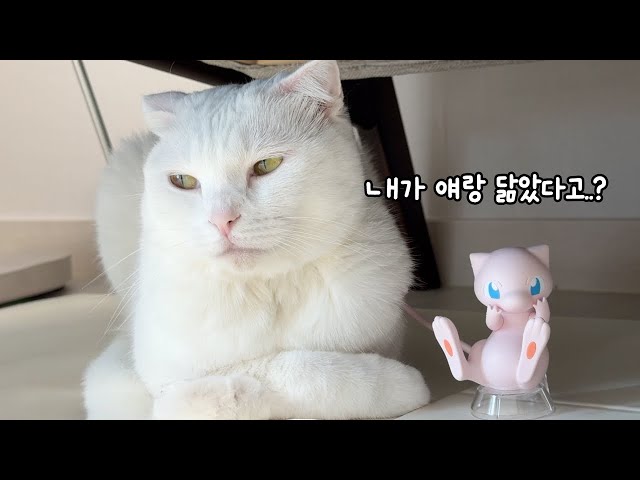 뮤 닮았다길래 직접 대조해 봤습니다 (feat. 찐빵이 극대노)