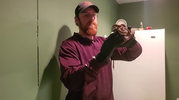 Merauke Scrub Python