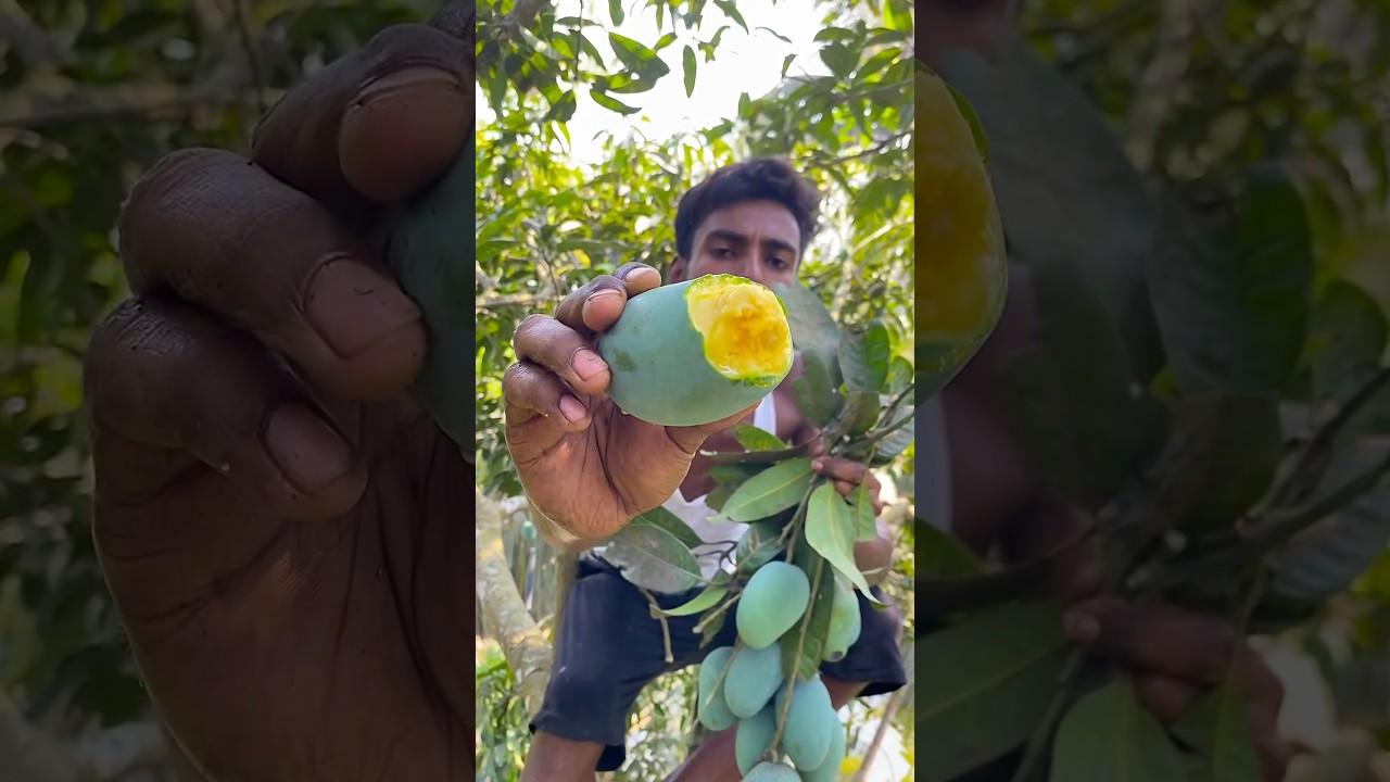 half ripe mango🥭🥭🥭 