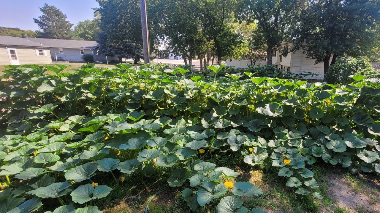 Giant Pumpkin Update 9/6/22