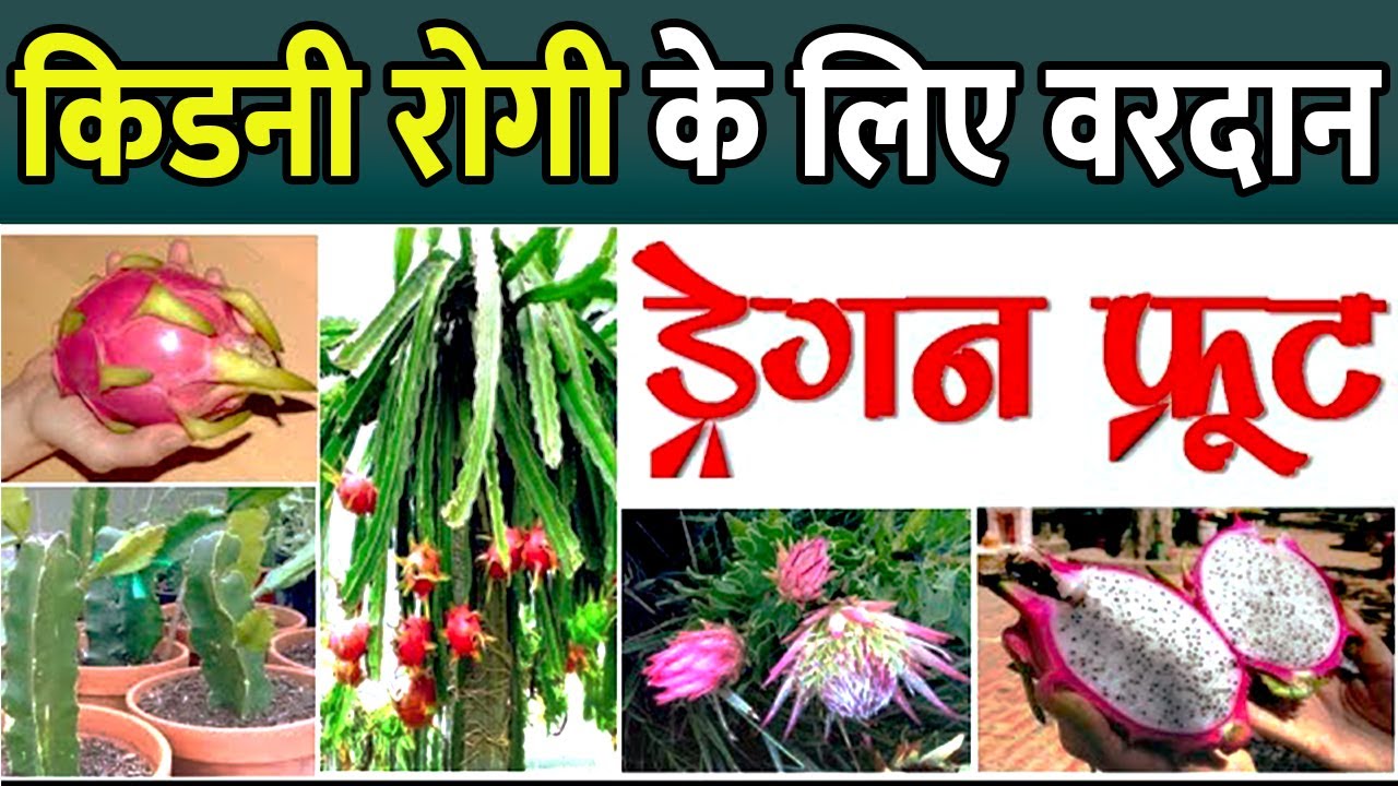 Benefits Of Dragon Fruit For Kidney Patients Dragon Fruit In India 