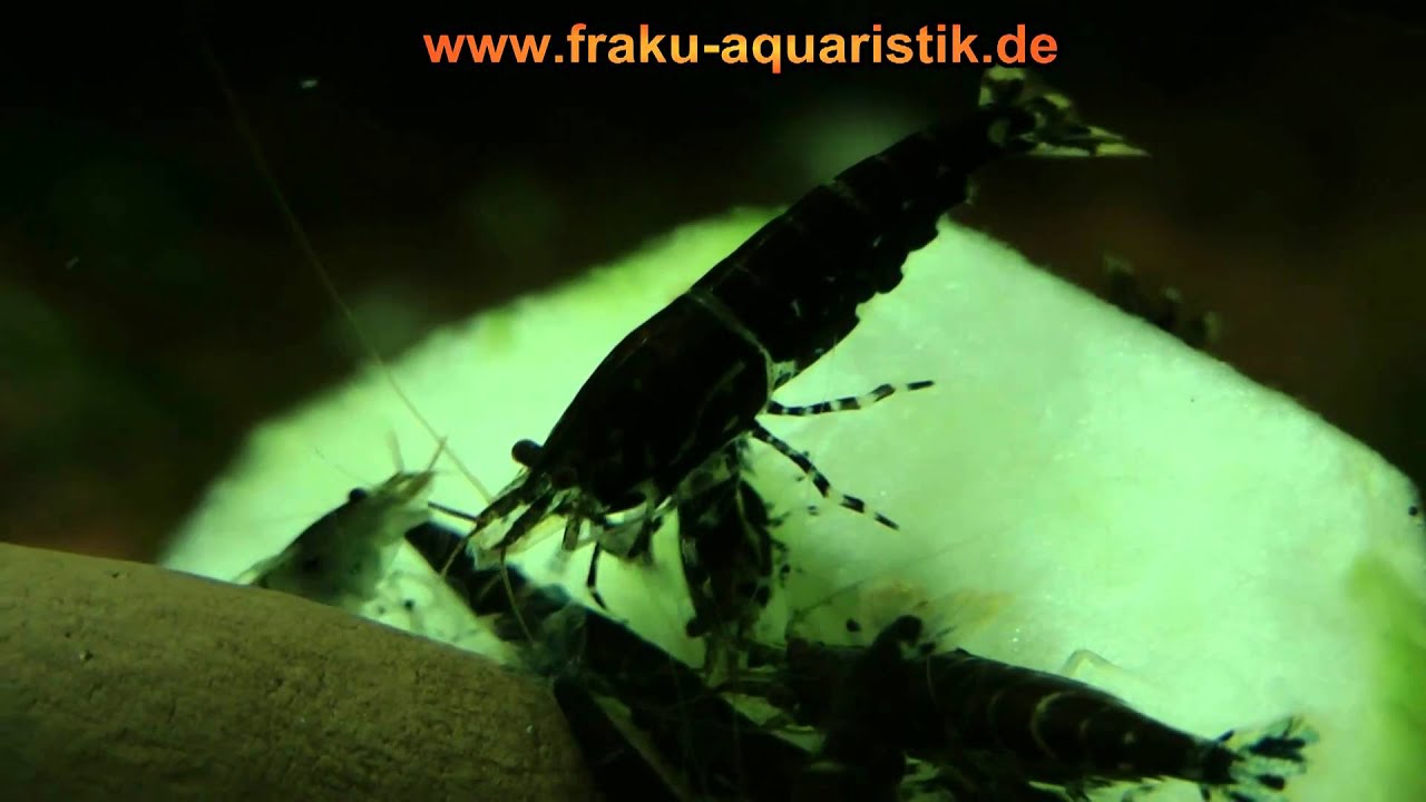 schwarze tigergarnelen fressen gurken - black tiger shrimps eat ...