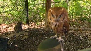 MainStreet  'Land Between the Lakes  Elk & Bison Prairie and The Woodlands Nature Station'