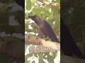 Crow sound shorts