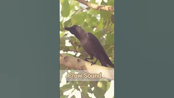 Crow Sound #shorts