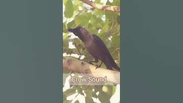 Crow Sound #shorts