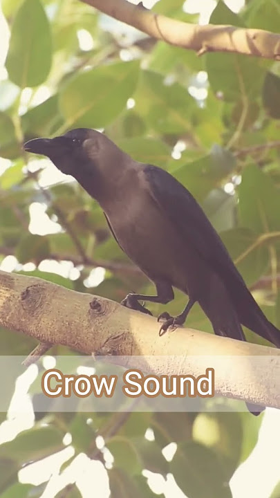 Crow Sound #shorts