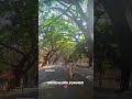 'Early Morning Summer Bengaluru '