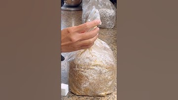 How to Grow Lion’s Mane Mushroom from Start to Finish #lionsmane #lionsmanemushroom #mushroom