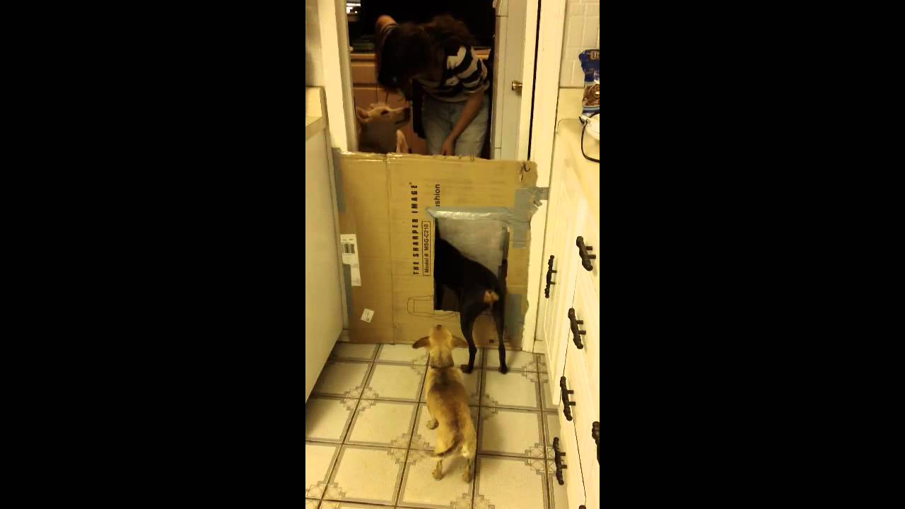 Dog Door Training & Height Test YouTube