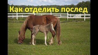 Отделение последа вручную у кобылы