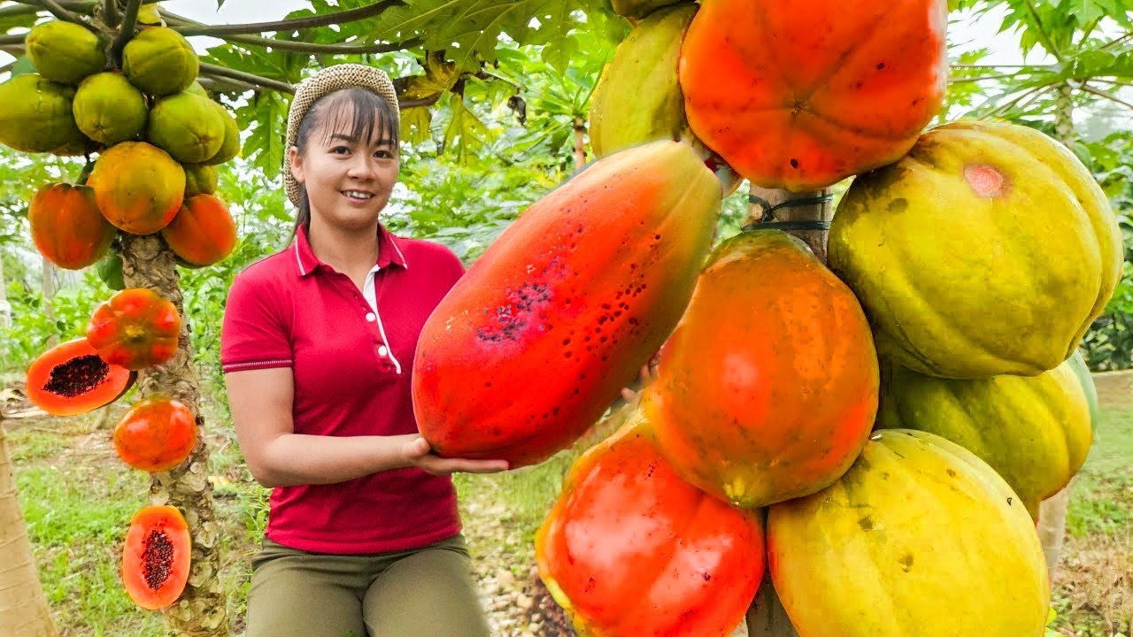 Harvesting Ripe Papaya Fruit Goes To Countryside Market Sell - Cooking Papaya Pork Stew
