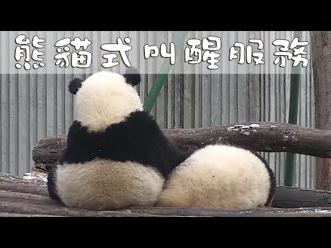 《熊貓早晚安》熊貓式叫醒服務 | iPanda熊貓頻道