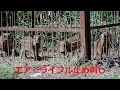 #39【囲い罠】【有害駆除】【閲覧注意】NO3