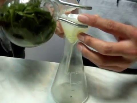 9b chemistry project  - Artemisia cina Kokshetau KTL