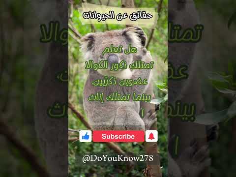 ذكور الكوالا تمتلك عضوين ذكريين | #حيوانات #حقائق #معلومات_عامة #معلومات