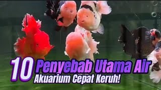 10 Main Causes of Goldfish Aquarium Water Getting Cloudy Quickly