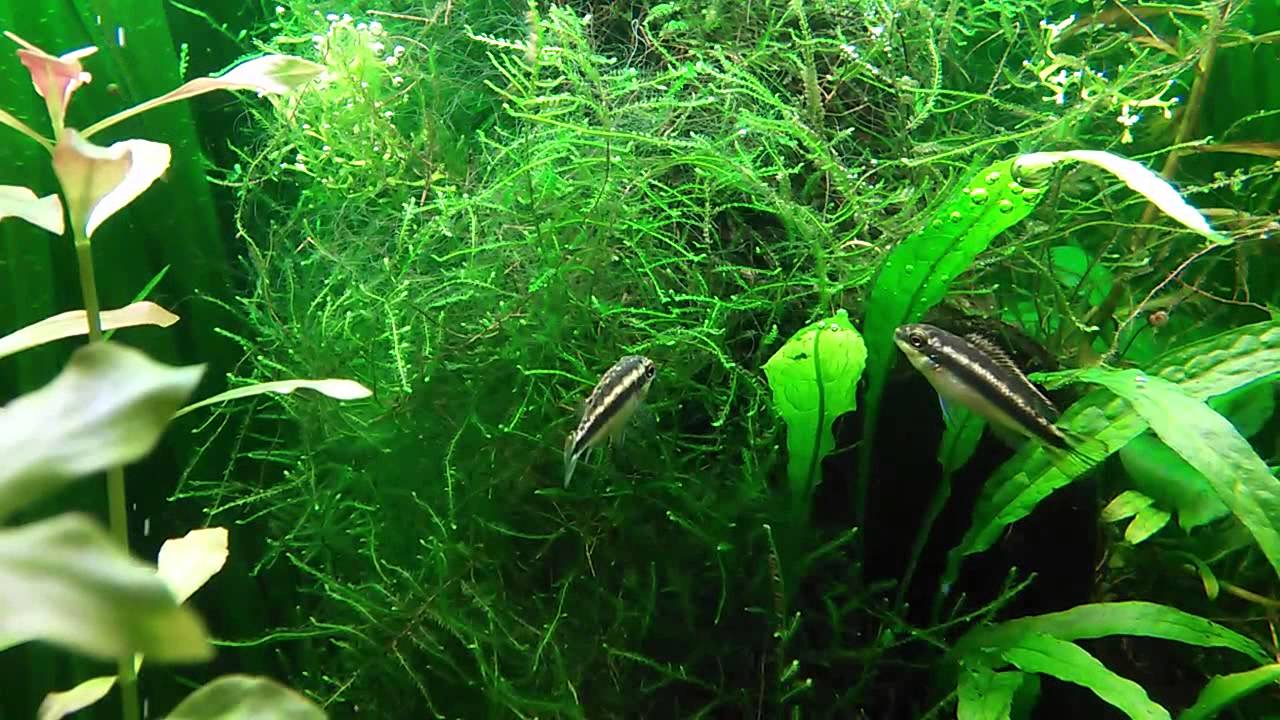 Kribs eating hair algae (cladophora) YouTube