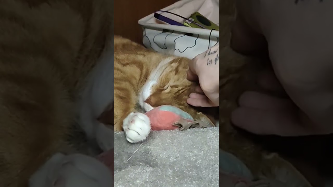 sweet yes just sweet #cat #k&aelig;ledyr #shortvideo #youtube #catshorts #catlover #cute #catvideos#katte