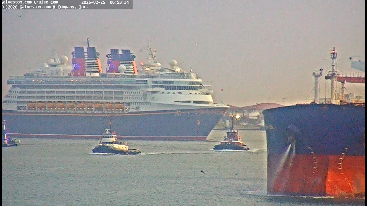 Dolphins ignore Disney Ship February 26 2026