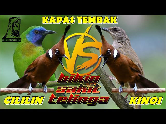 MASTERAN MURAI BATU ll FULL TEMBAKAN CILILIN VS KINOI VS KAPAS TEMBAK VERSI JEDA class=