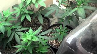 Veg update and pheno hunts [10.23.14]