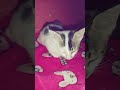 ngantukk neng 🤣😽#funnycats #cat #hiburansegar#kitten #hiburanrakya #catsong #cute #cutecat #gemesin