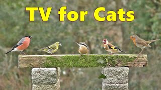 Cat TV Videos ~ Birds for Cats to Watch Extraordinaire ⭐ 10 HOURS ⭐