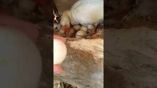 ingon ani pag mamosa Ang pato