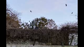 Tennessee Black Vulture remedy