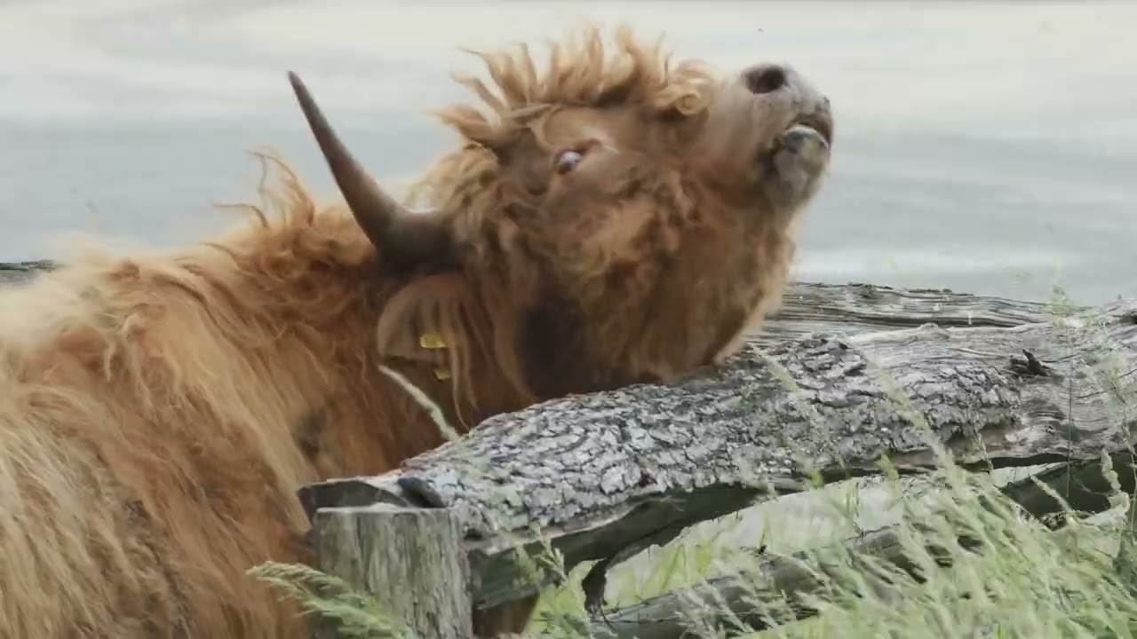 The Great Escape  Bull on the Loose