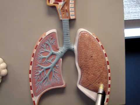 Lung Model - YouTube