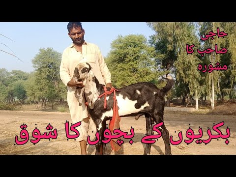 Baba Rashid ki bakriyon ke bacchon Ka Shauk - YouTube