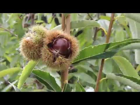 Video: Informationen zu europäischen Kastanien - Wie man einen europäischen Kastanienbaum züchtet