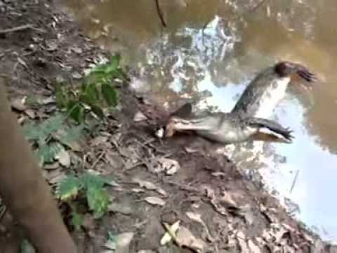 Anguila Electrica Electrocuta A Caiman Hd Youtube