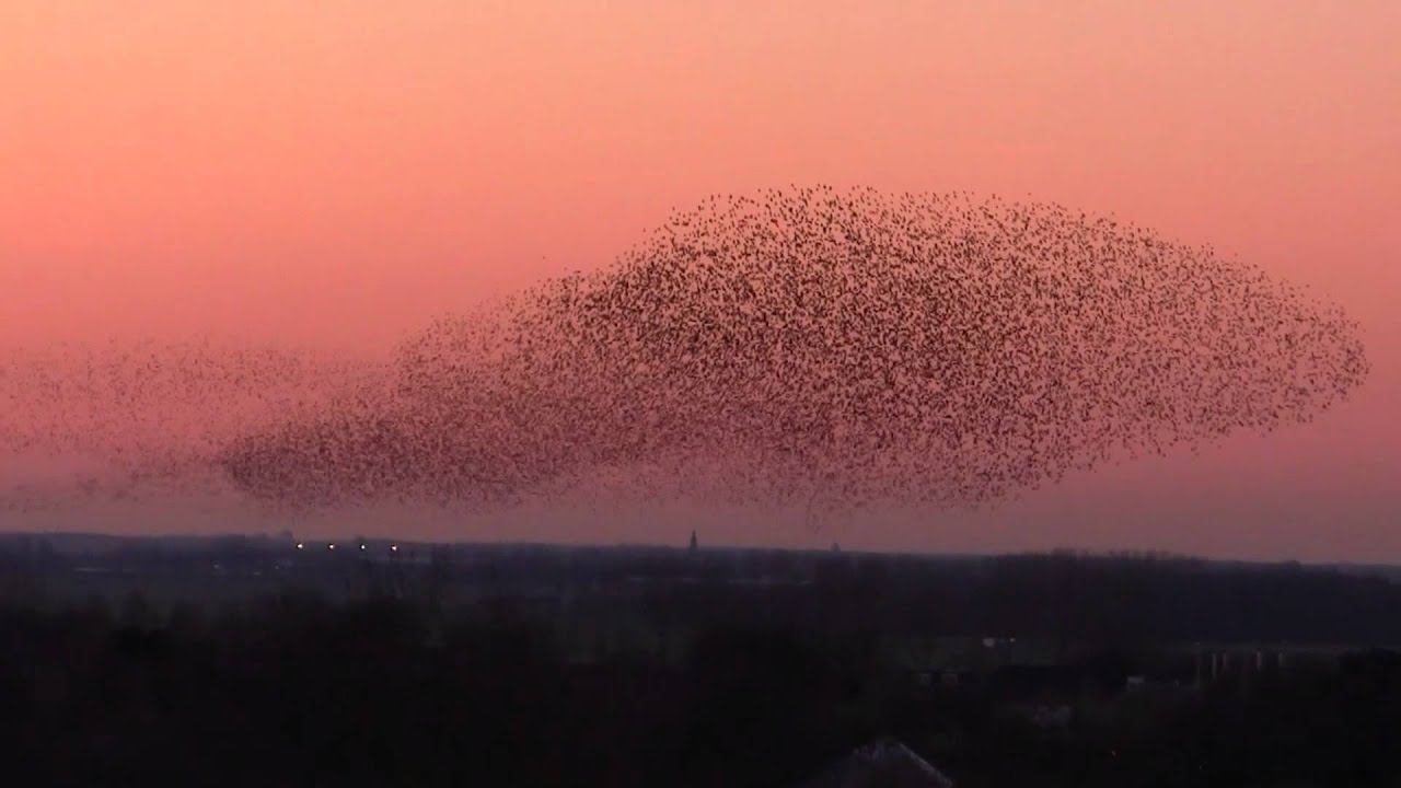 Spreeuwen Zwerm boven Alphen aan den Rijn - YouTube
