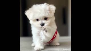 e899a831 11cc 42b9 8d7e 96734b103e48 video e899a831 11cc 42b9 8d7e 96734b103e48 video