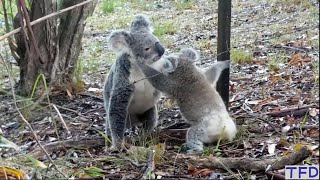 Life is tough for the baby koala and mom in the wild. Mother's Love compilations. So emotional!