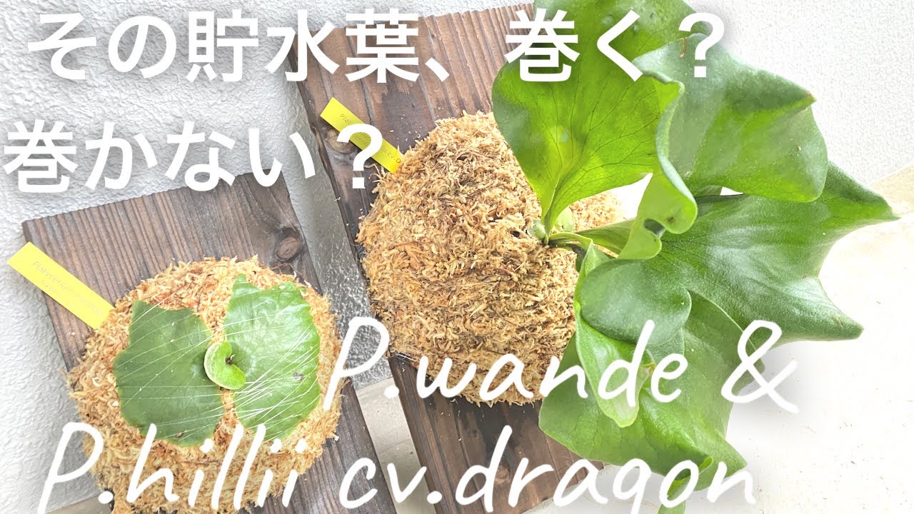 ビカクシダワンダエ、ヒリードラゴン 小さな新芽の貯水葉は、これ巻く