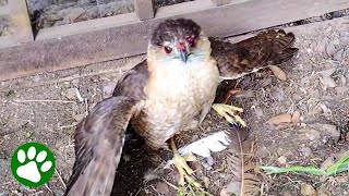 Terrified Hawk Rescued From Chicken Coop